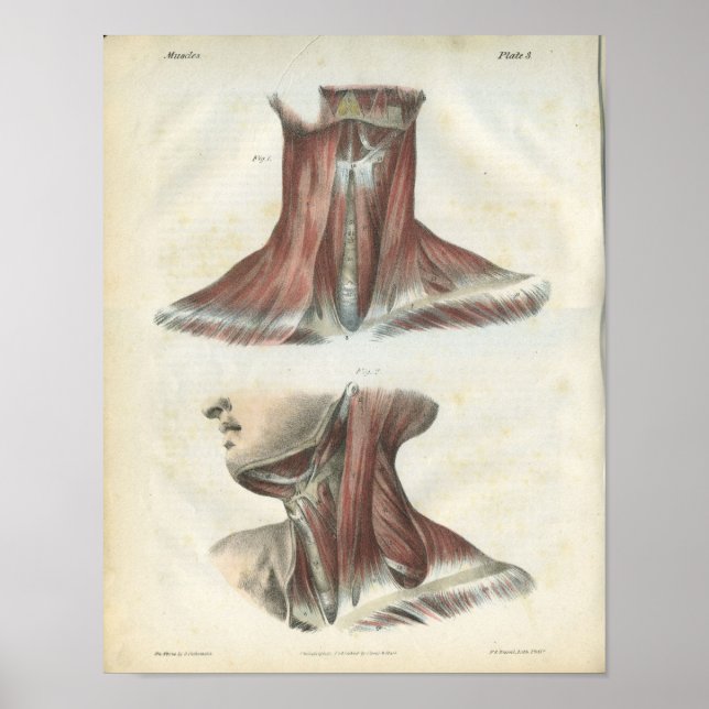 Muskler i Nacke Anatomy Print Poster (Framsidan)