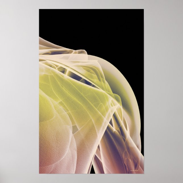 Muskler i skuloskelettet 4 poster (Framsidan)