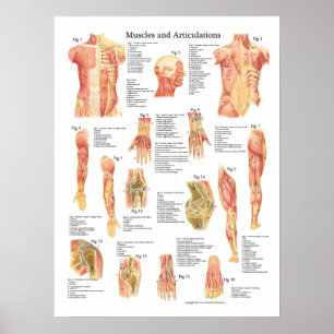 Muskler och artikuleringanatomi kartlägger poster
