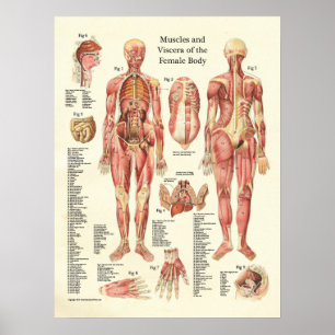 Muskler och Viscera av den kvinnliga Poster