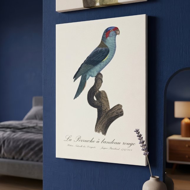Musklorikit, Trichoglossus concinnus Canvastryck (Musk Lorikeet, Trichoglossus Concinnus. Canvas Print)