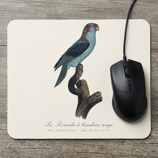 Musklorikit, Trichoglossus concinnus Musmatta (Musk Lorikeet, Trichoglossus Concinnus. Mouse Pad)