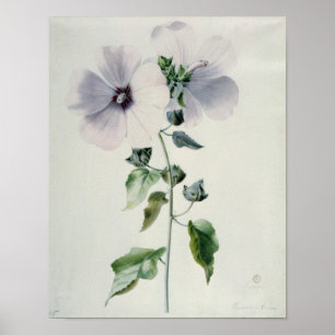 MuskMallow, 18th århundrade Poster