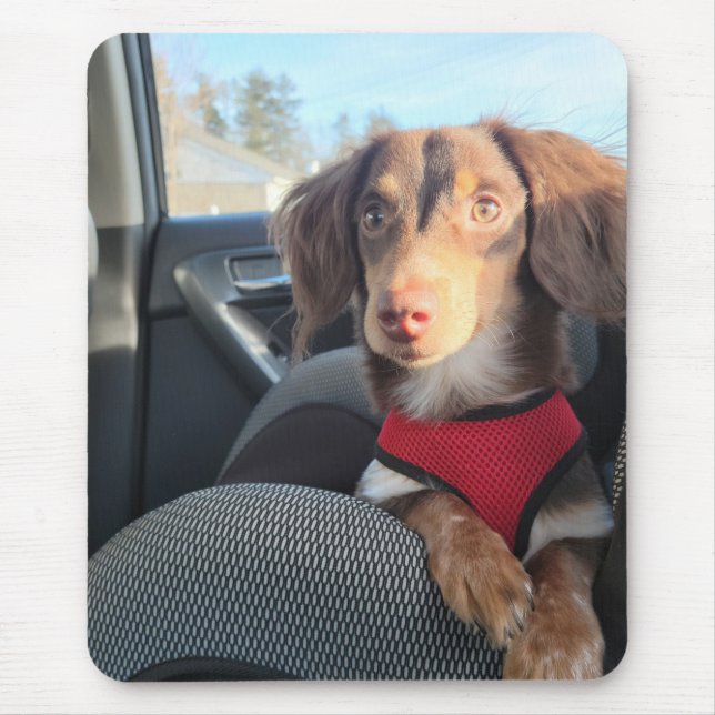 musknapp med Kio i valpen Musmatta (Framsidan)