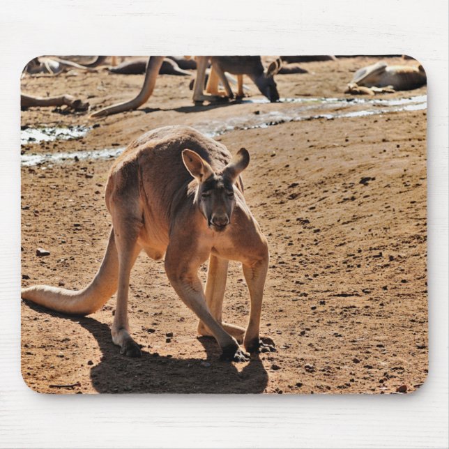 musknapp musmatta (Framsidan)