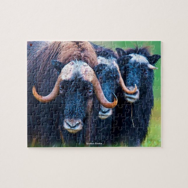 Muskox Alaska Jigszle Puzzle Pussel (Horisontell)