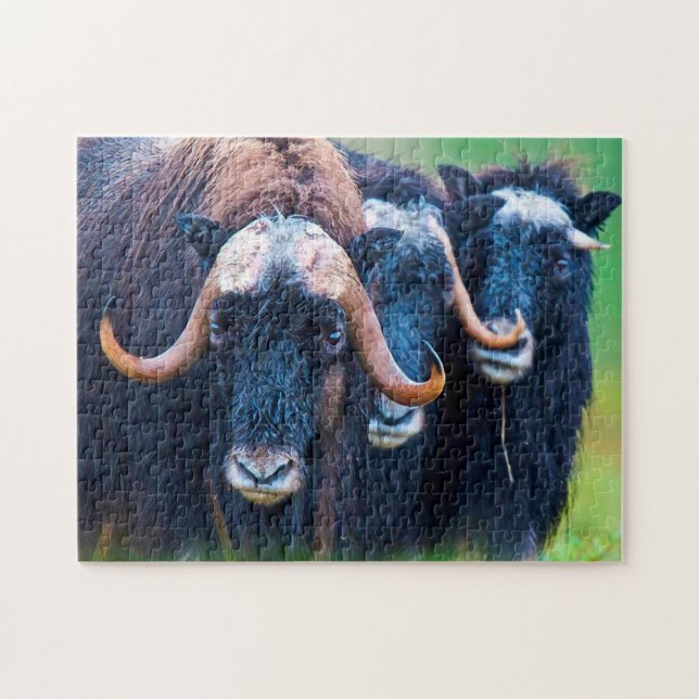 Muskox Alaska. Pussel (Horisontell)