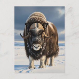 Muskox i Aulavik National Park Kanada Vykort