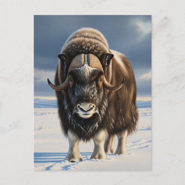 Muskox i Aulavik National Park Kanada Vykort (Framsida)