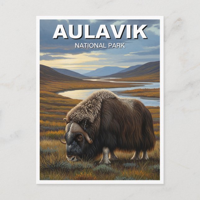 Muskox i Aulavik National Park Kanada Vykort (Framsida)