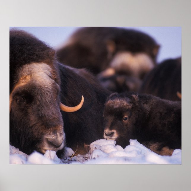 muskox, Ovibos moschatus, ko med nyfödd, Poster (Framsidan)
