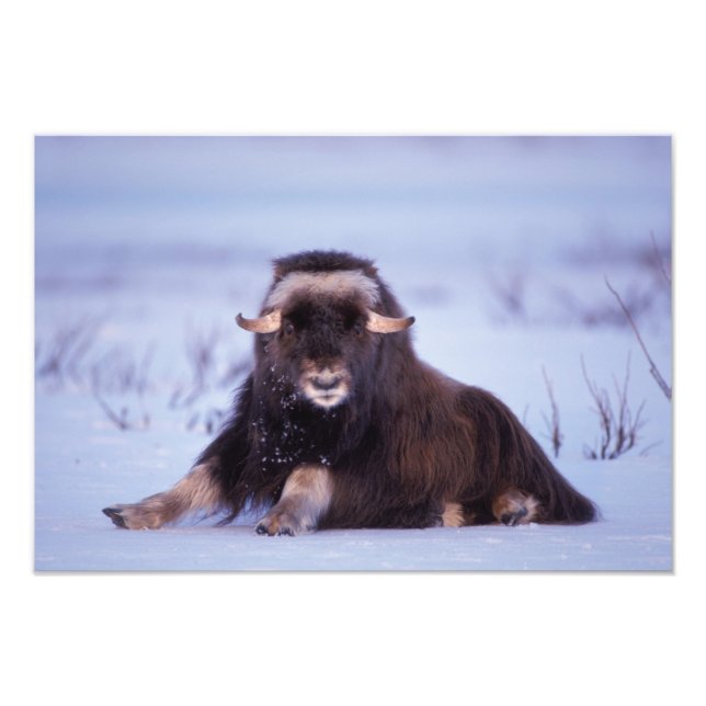 muskox, Ovibos moschatus, ungtjur Fototryck (Framsidan)