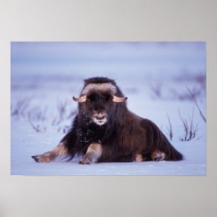 muskox, Ovibos moschatus, ungtjur på Poster