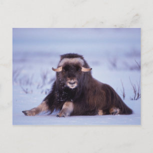 muskox, Ovibos moschatus, ungtjur Vykort