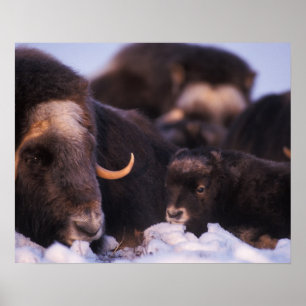 muskox Ovibosmoschatus, ko med nyfött, Poster