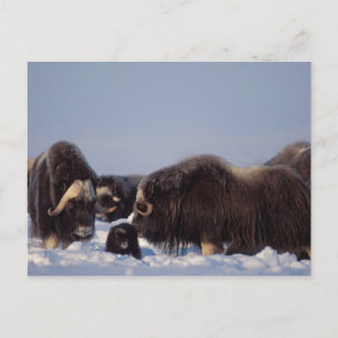 muskox, Ovibosmoschatus, tjur och ko med Vykort