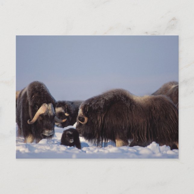 muskox, Ovibosmoschatus, tjur och ko med Vykort (Framsida)