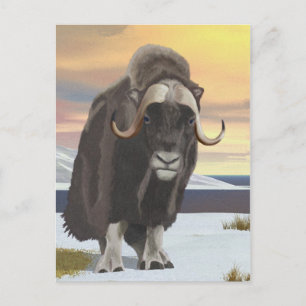Muskox Vykort