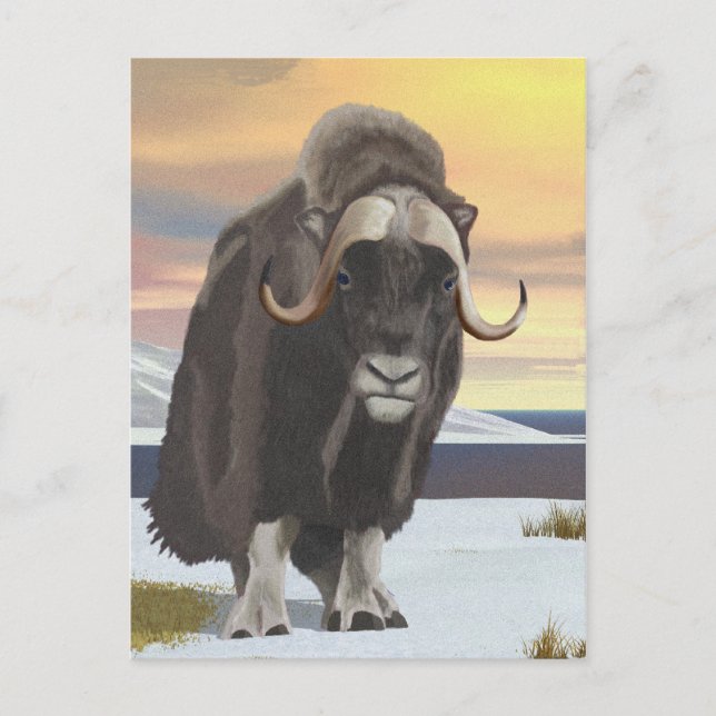 Muskox Vykort (Framsida)