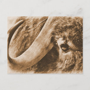 Muskox Vykort