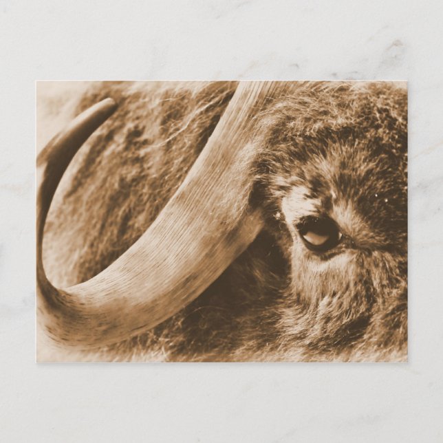 Muskox Vykort (Framsida)