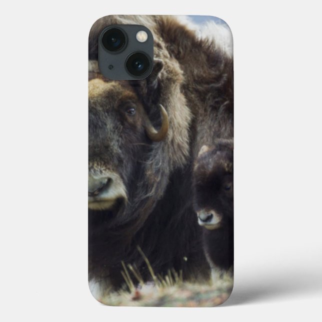 Muskoxe med kalven (Baksida)