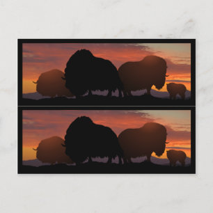 Muskoxebookmarkers Vykort
