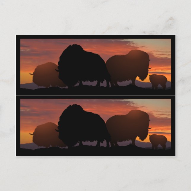 Muskoxebookmarkers Vykort (Framsida)
