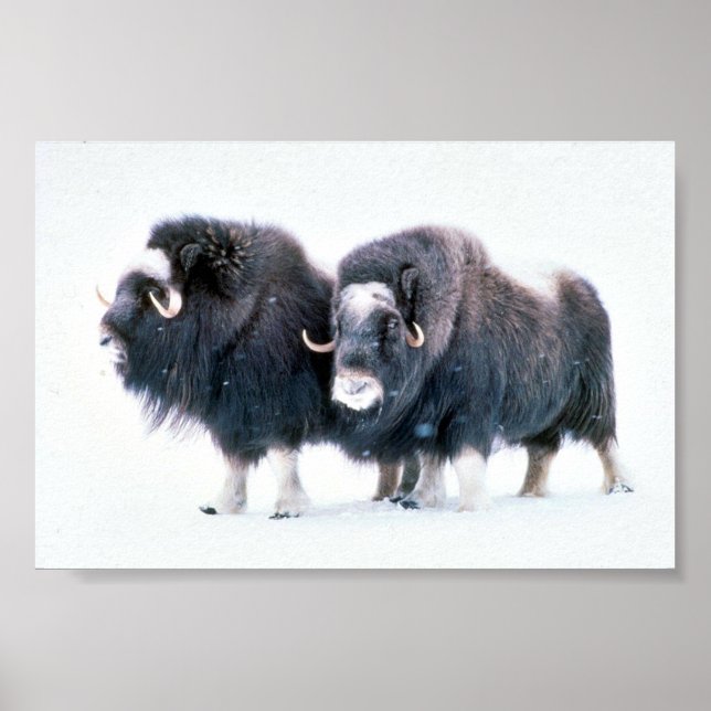 Muskoxen Poster (Framsidan)