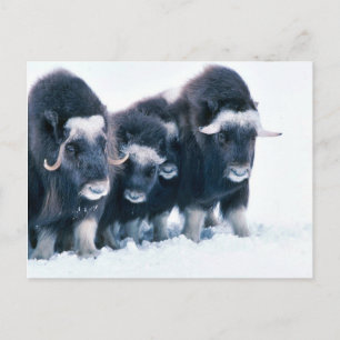 Muskoxen Vykort
