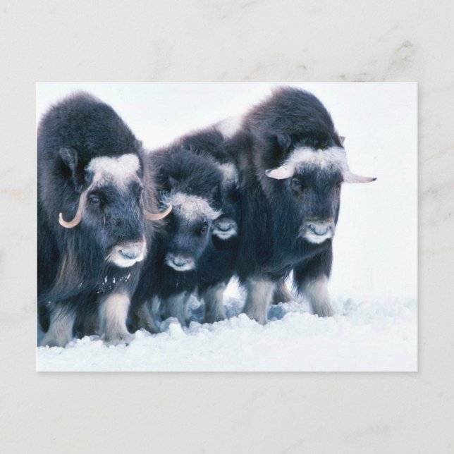 Muskoxen Vykort (Framsida)