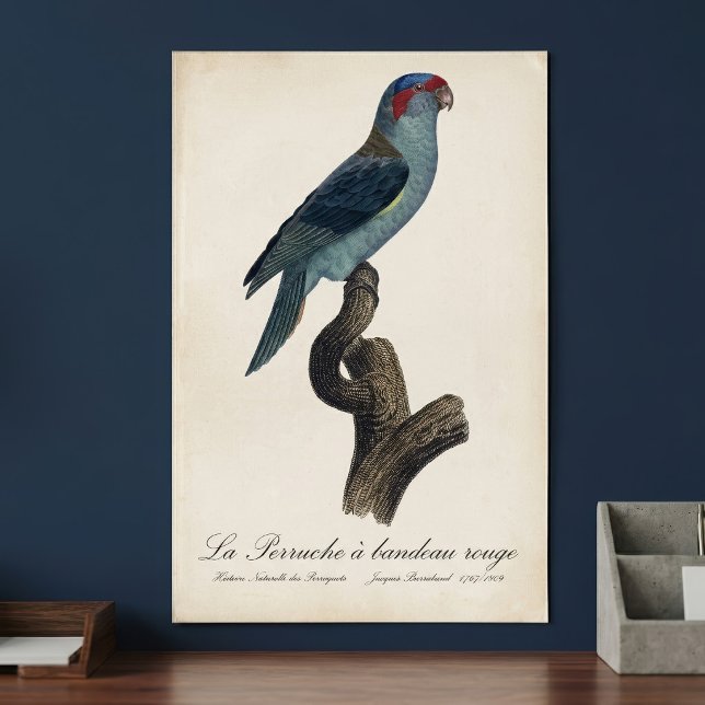 Muskparakit, Trichoglossus concinnus Poster (Musk Lorikeet, Trichoglossus Concinnus. Poster)