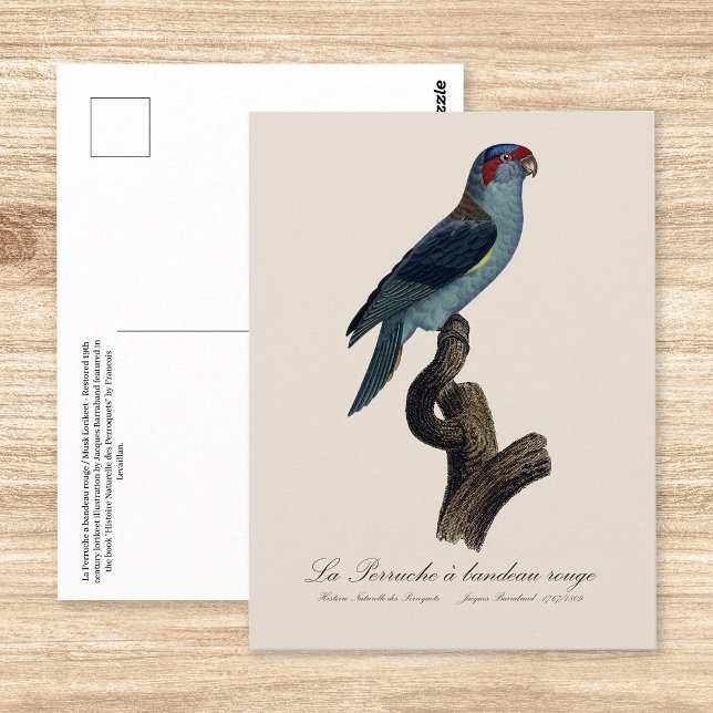 Muskparakit, Trichoglossus concinnus Vykort (Musk Lorikeet, Trichoglossus Concinnus. Postcard )