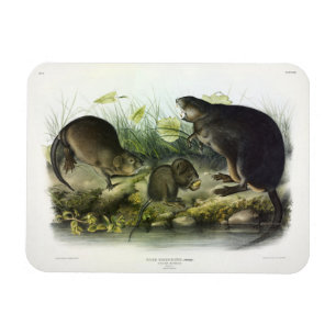 Muskrat från Audubon's Quadrupeds i Nordamerika Magnet