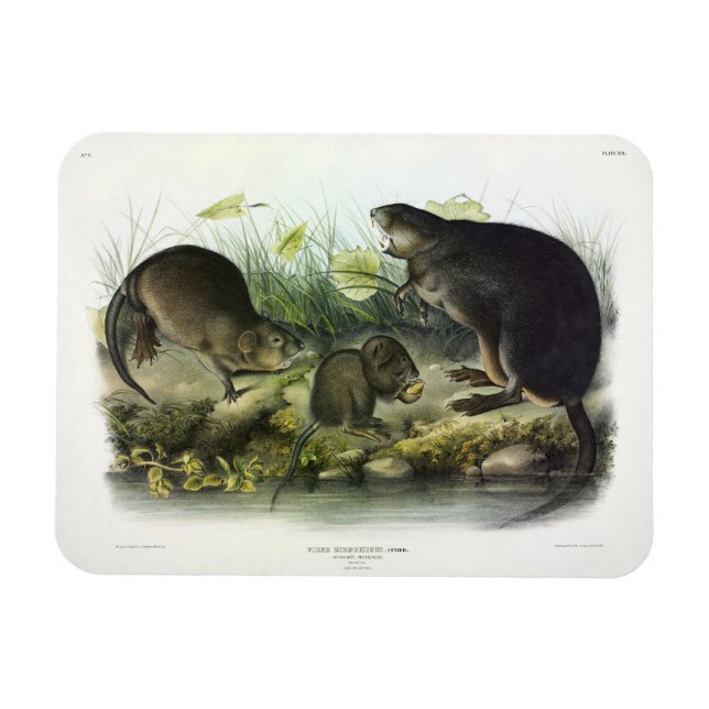Muskrat från Audubon's Quadrupeds i Nordamerika Magnet (Horisontell)