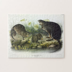 Muskrat från Audubon's Quadrupeds i Nordamerika Pussel