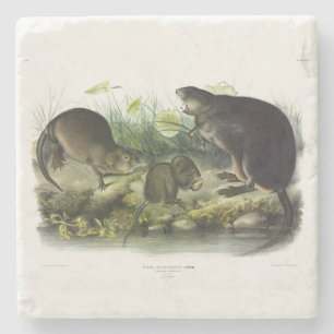 Muskrat från Audubon's Quadrupeds i Nordamerika Stenunderlägg