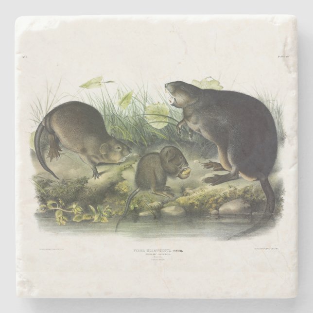 Muskrat från Audubon's Quadrupeds i Nordamerika Stenunderlägg (Framsidan)