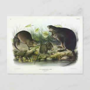 Muskrat från Audubon's Quadrupeds i Nordamerika Vykort