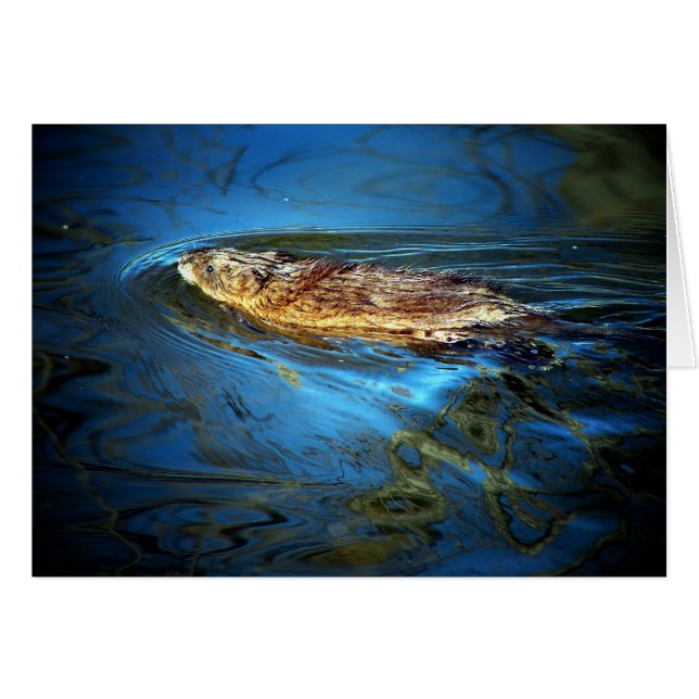 Muskrat Hälsningskort (Framsidan Horizontal)