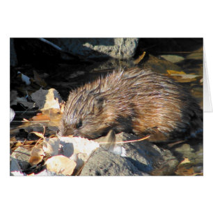 Muskrat på land hälsningskort