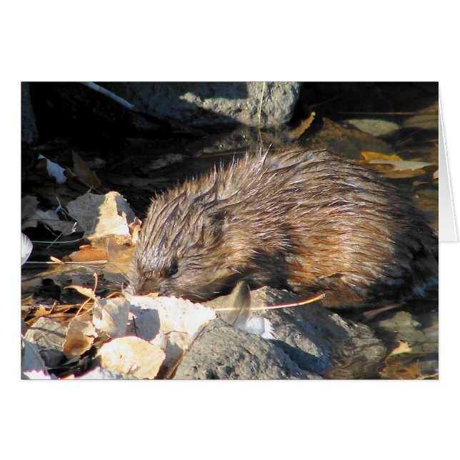 Muskrat på land hälsningskort (Framsidan Horizontal)
