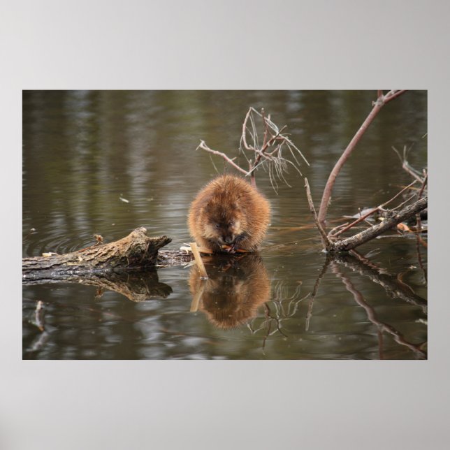 Muskrat Poster (Framsidan)