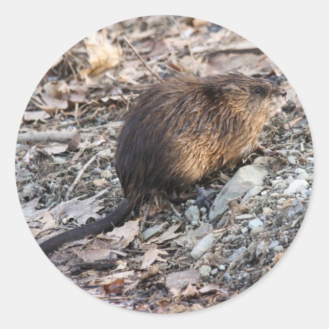 Muskrat Runt Klistermärke (Framsida)