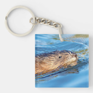 Muskrat vid Vassar Farms ekologiska reservat