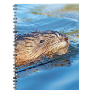 Muskrat vid Vassar Farms ekologiska reservat Anteckningsbok Med Spiral