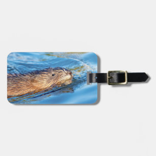 Muskrat vid Vassar Farms ekologiska reservat Bagagebricka