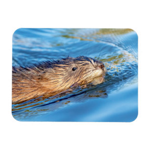 Muskrat vid Vassar Farms ekologiska reservat Magnet