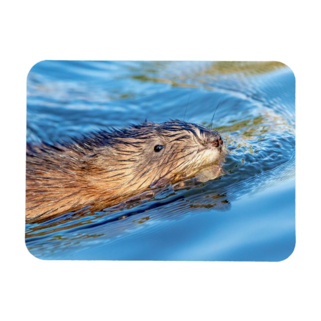 Muskrat vid Vassar Farms ekologiska reservat Magnet (Horisontell)