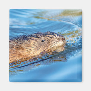 Muskrat vid Vassar Farms ekologiska reservat Magnet